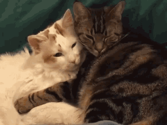 Kitties Kittens GIF.