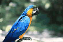 Vior Parrot GIF - Vior Parrot Macaw GIFs