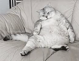 Lazy Cat GIF - Lazy Fat Cat GIFs