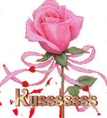 roses flower red blur plant roses flower red blur plant