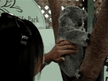 koala animals