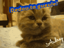 Dedou GIF - Dedou - Discover & Share GIFs