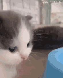 кот GIF - Кот - Discover & Share GIFs