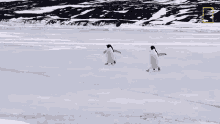 Waddling Penguins Continent7 GIF - Waddling Penguins Continent7 Antarctica GIFs