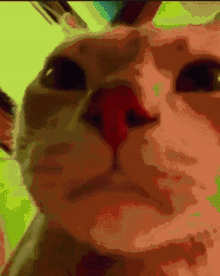 Cat Vibe GIF - Cat Vibe Disco GIFs