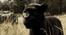 Black Panther GIF - Black Panther Bahgerra GIFs