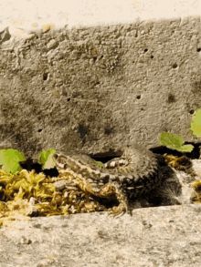 Lezard Reptile GIF - Lezard Reptile Lizard GIFs