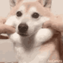 Shiba Dog GIF - Shiba Dog Cute GIFs