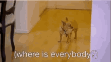 Where Is Everyone Dog GIF - Where Is Everyone Dog GIFs