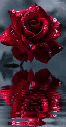 Red Rose For You GIF - Red Rose Rose For You GIFs
