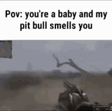 Pitbull Baby GIF - Pitbull Baby Pov GIFs