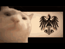 Prussia Catjam GIF - Prussia Catjam GIFs