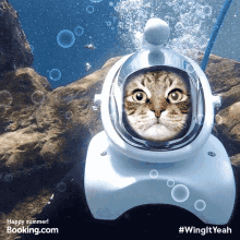 Cat Diving GIF - Cat Diving Deep Sea Diving GIFs