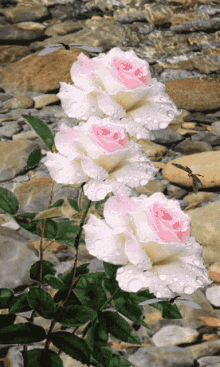 Lovely Roses Pink Roses GIF - Lovely Roses Pink Roses GIFs