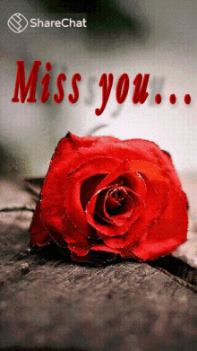Miss You गुलाब GIF - Miss You गुलाब यादें GIFs