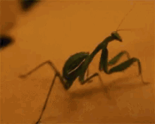 Megadoujin Lolol GIF - Megadoujin Lolol Praying Mantis GIFs