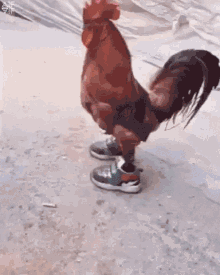 Funny Animals Chickens GIF - Funny Animals Chickens Chicken Shoes GIFs