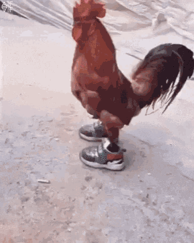 funny-animals-chickens.gif