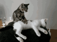 Cat Massage GIF - Pampered Pamperedemoji GIFs