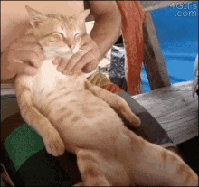 Neck Massage GIF - Cat Chillin Neck Rub GIFs