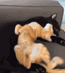 Cat Cute Cat GIF - Cat Cute Cat Sleepy Cat GIFs