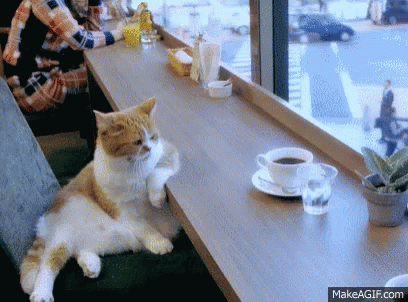 [Image: coffee-cat.gif]