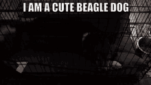 Beagle Dog Clay The Beagle GIF - Beagle Dog Clay The Beagle Hound Dog GIFs