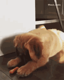Puppy Do Not Like GIF - Puppy Do Not Like Funny Pet Videos GIFs