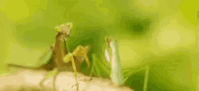 Praying Mantises Pushed GIF - Praying Mantises Pushed Over The Edge GIFs