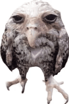 owl funny meme wetowl