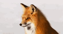 fox snow look alert nature fox snow look alert nature