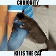 Curiosity Kills The Cat Funny Animals GIF - Curiosity Kills The Cat Funny Animals Sniffed GIFs
