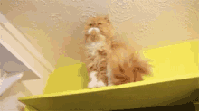 Persian Cat GIF - Persian Cat GIFs