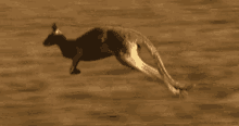 kangaroo animal running run escaping