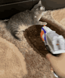 Cat Gun GIF - Cat Gun Defense GIFs