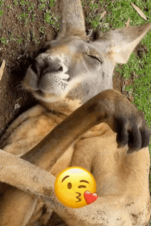 kangaroo animals sleep kiss tired