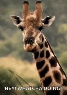Giraffe Chew GIF - Giraffe Chew Whatcha Doing GIFs