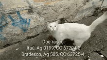 Gato Gatos Abandonados GIF - Gato Gatos Abandonados Animal De Rua GIFs