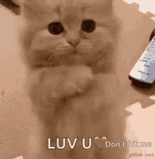 Cats Love You GIF - Cats Love You Hit GIFs