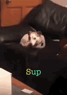 Sup Dog GIF - Sup Dog Pup GIFs