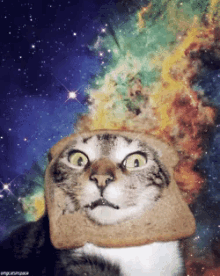 宇宙ねこ　うちゅうねこ　宇宙猫 GIF - Space Cat Toast Cat GIFs