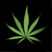 Cannabis Leaves GIF - Cannabis Leaves Week GIFs
