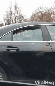 Viral Hog Videos Dogs Nose Stuck On Car Window GIF - Viral Hog Videos Viral Hog Dogs Nose Stuck On Car Window GIFs