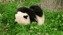 Panda Tumble GIF - Panda Tumble Fall GIFs