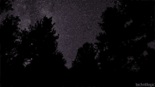 Night Sky GIF - Night Sky Trees GIFs