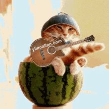 Funny Cat Cat Playing Guitar GIF - Funny Cat Cat Playing Guitar Ylia Callan GIFs