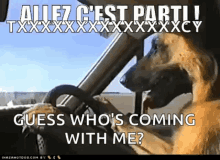 Cest Parti Dog GIF - Cest Parti Parti Dog GIFs