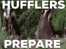 Hufflepuff Huffles GIF - Hufflepuff Huffles Badger GIFs