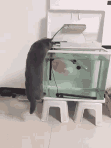 Cat Scare GIF - Cat Scare Fish GIFs