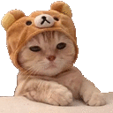 cat-kitten.gif